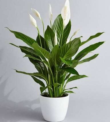 Peace Lily Live Plant